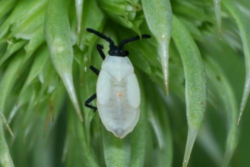 Catoplatus carthusianus